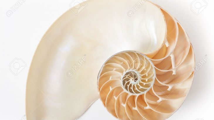 ۵۶۳۰۳۲۲۹-nautilus-shell-section-perfect-fibonacci-pattern-on-white-with-soft-shadow-clipping-path
